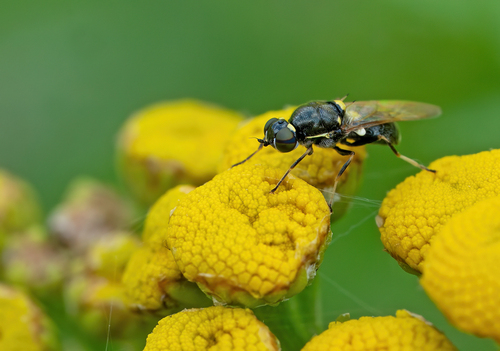 Twin-spotted Major, Tilburg, NL-NB, NL, photo 6 of 10