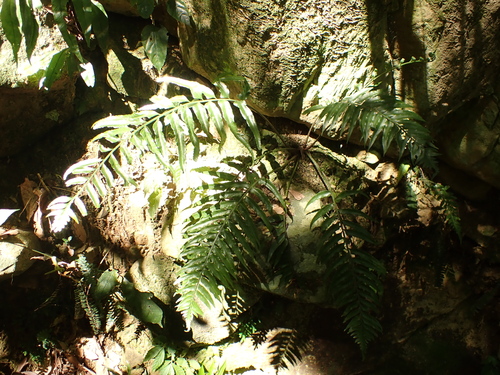 Asplenium wrightii observed 2026-08-05