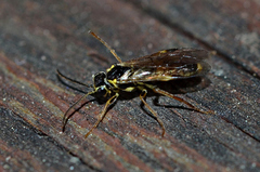 Aglaostigma fulvipes