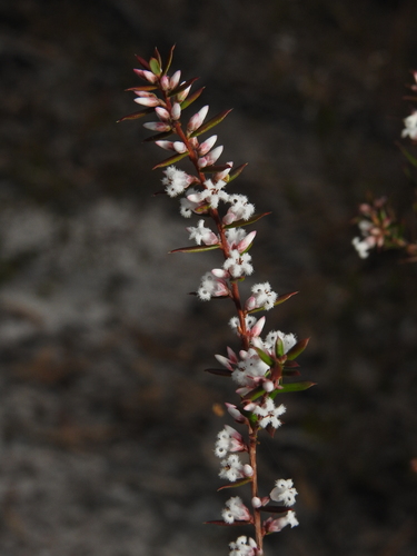 Bearded Heath