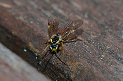 Aglaostigma fulvipes