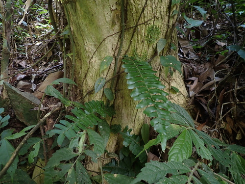 Arthropteris palisotii observed 2026-08-05