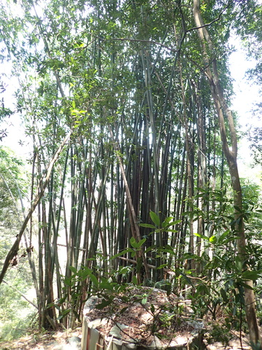 Dendrocalamus latiflorus observed 2026-08-05