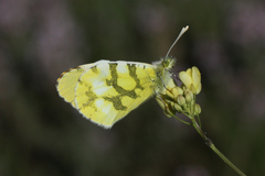 Anthocharis euphenoides