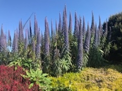Echium pininana