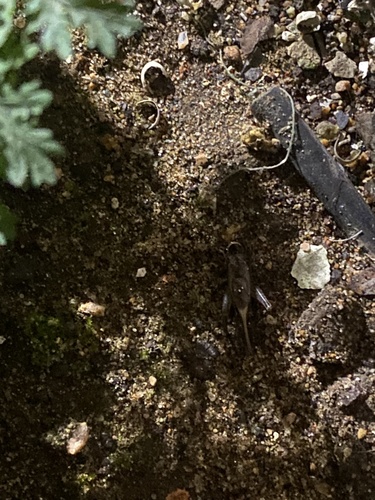 Loxoblemmus equestris