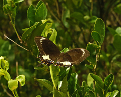 Papilio fuscus capaneus