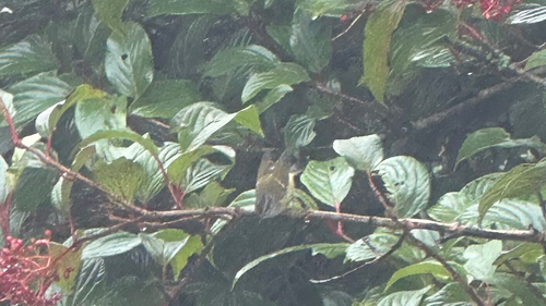 Ashy-throated Warbler