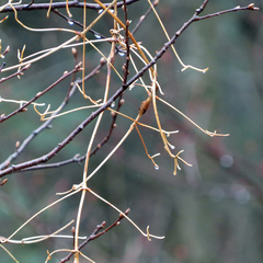 Neolasioptera clematidis