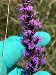 Liatris acidota