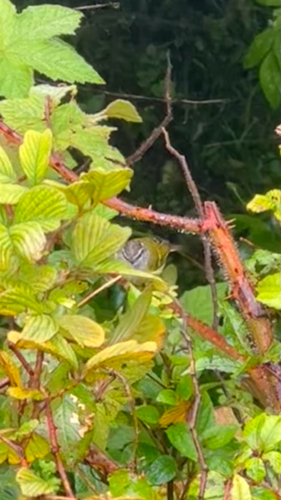Ashy-throated Warbler