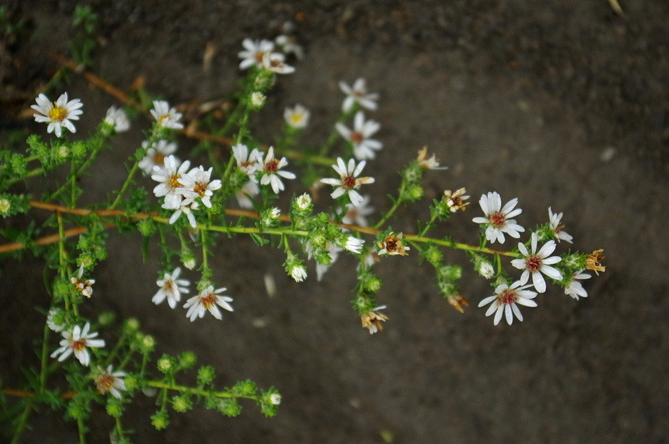 white heath aster from Division No. 1, AB, Canada on August 12, 2019 at ...