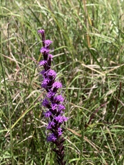 Liatris acidota