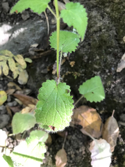 Stachys rigida rigida