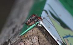 Cantharis rustica