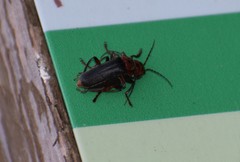 Cantharis rustica