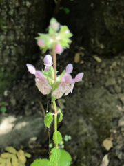 Stachys rigida rigida