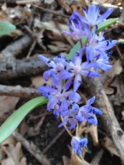 Scilla bifolia