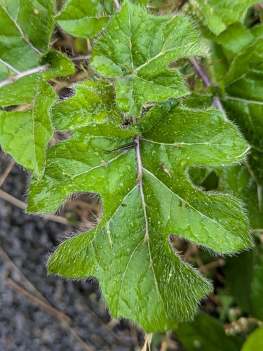 Solanum capsicoides, photograph 2