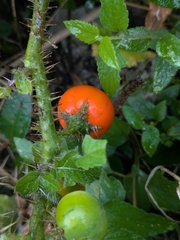(c) Tzu-Neng Yuan, some rights reserved (CC BY) Solanum capsicoides, photograph (c) Tzu-Neng Yuan, some rights reserved (CC BY)