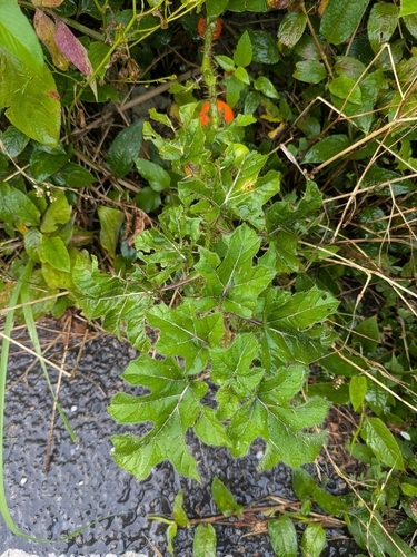 Solanum capsicoides, photograph 4