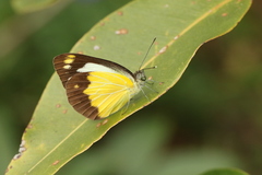 Cepora perimale scyllara