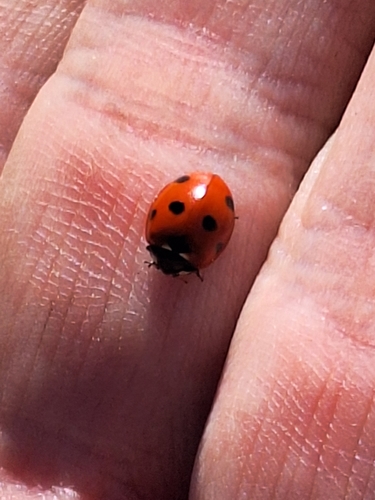 Seven-spotted Lady Beetle