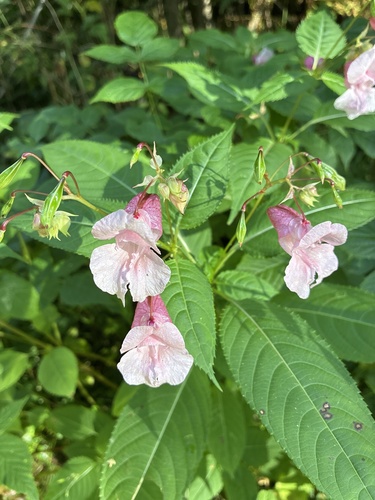 Himalayan balsam