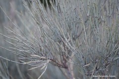 Ephedra major