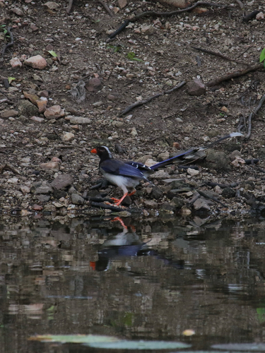 Red-billed Blue-Magpie