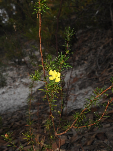bundled hibbertia