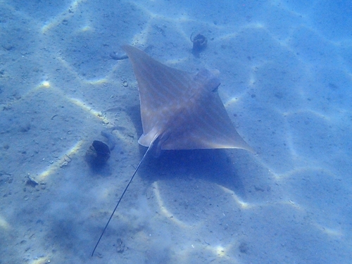 Bull ray (Aetomylaeus bovinus) — Myliobatidae