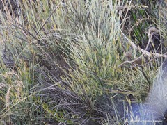 Ephedra major