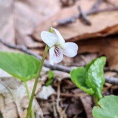 Viola renifolia