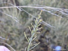 Ephedra major