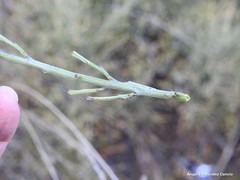 Ephedra major