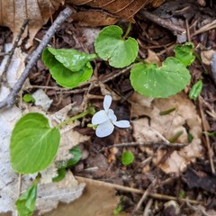 Viola renifolia