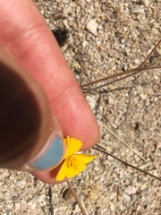 Eschscholzia androuxii