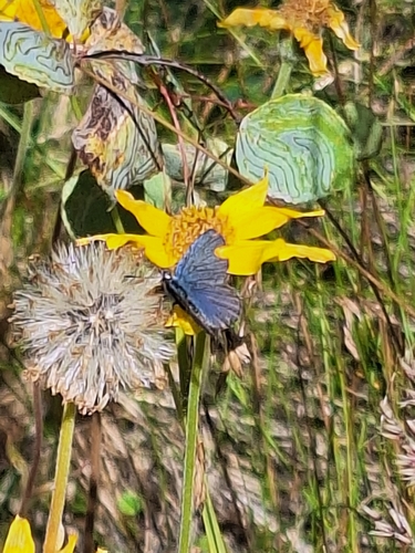 Northern Blue