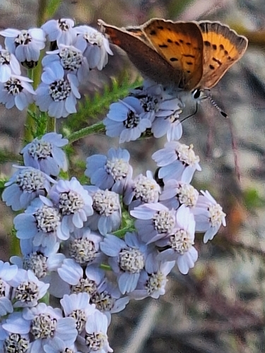 Dorcas Copper