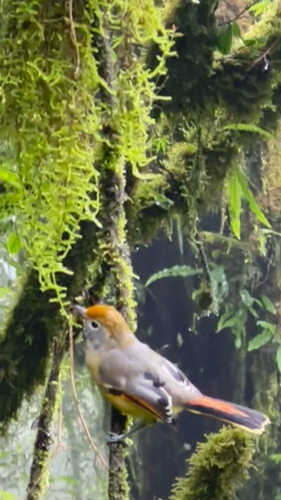 Chestnut-tailed Minla