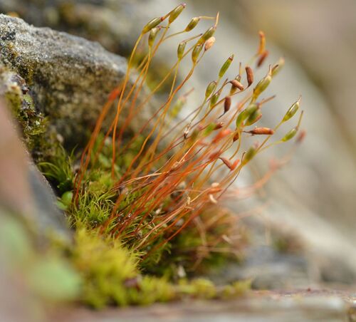 Distichium capillaceum observed 2026-08-05