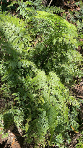 Microlepia setosa, 2026-07-30