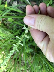 Spiranthes praecox