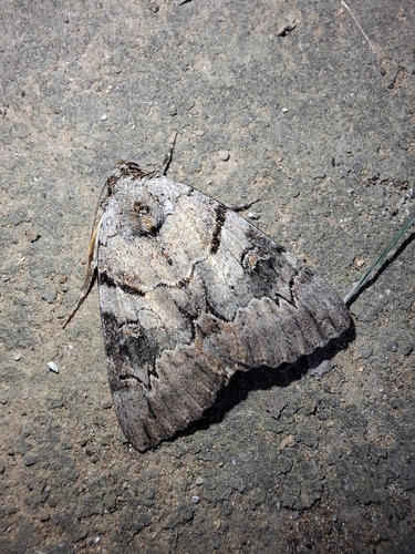 Catocala hymenaea