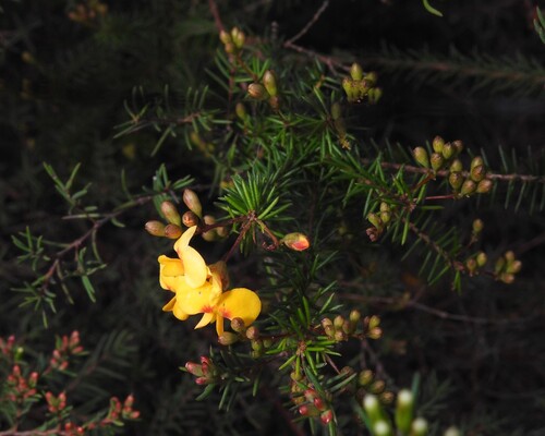 heathy parrot pea