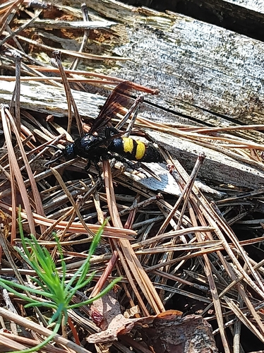 Scolia hirta