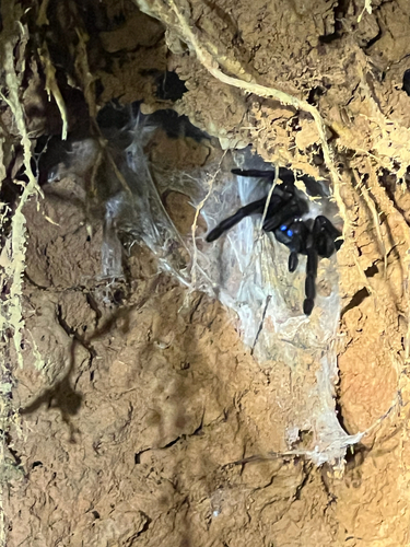 Electric Blue Tarantula