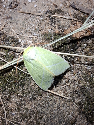Green Silver-lines