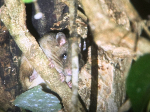 Maxomys hellwaldii